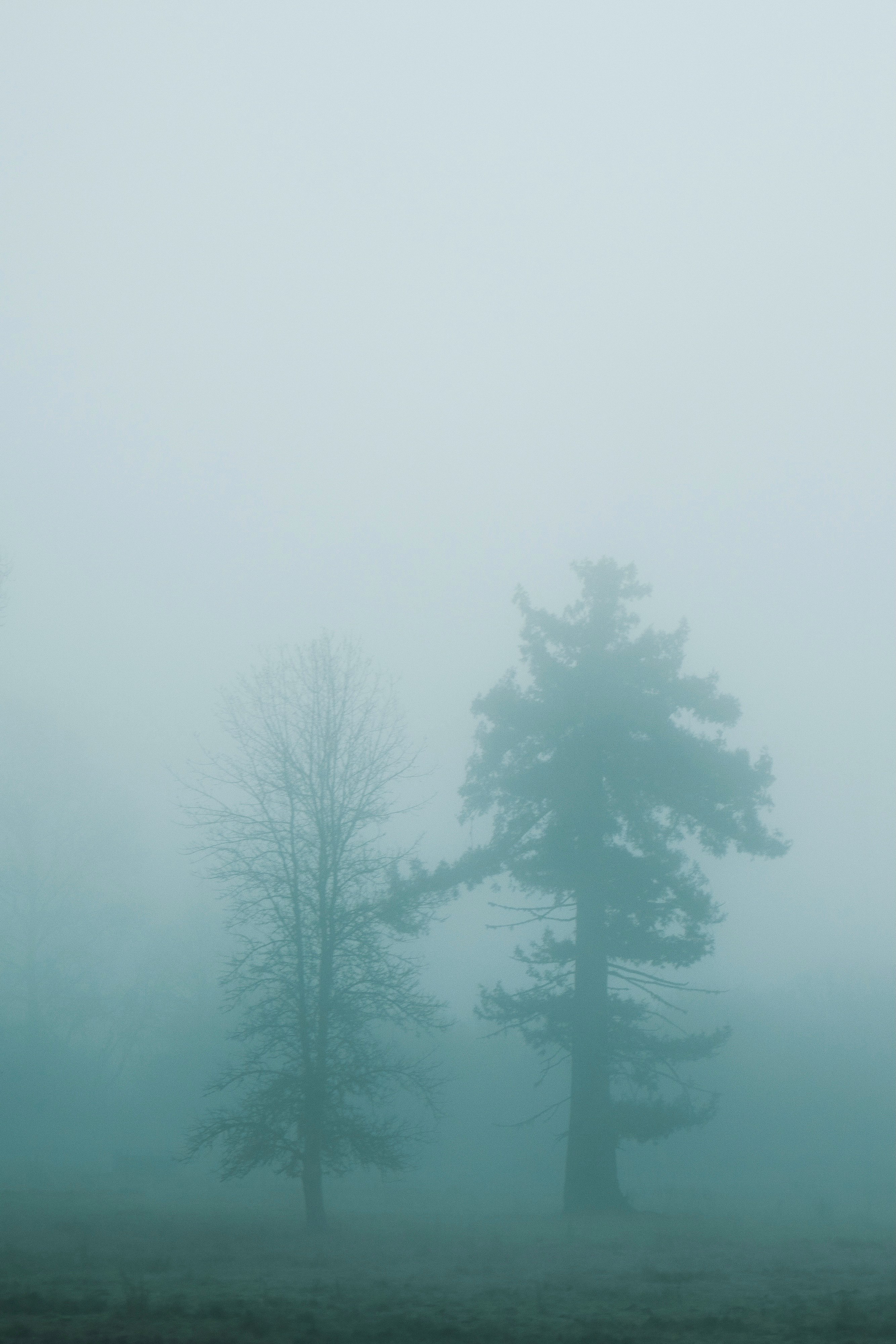 green trees on foggy weather